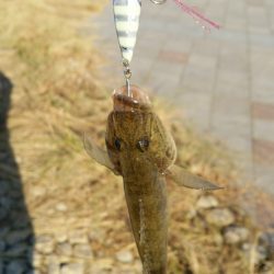 ジグパラのちっさいのでメッキ狙うも･･･