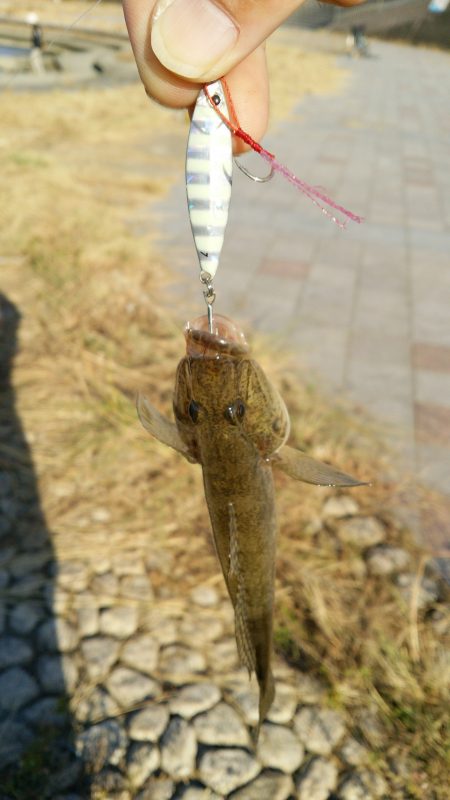 ジグパラのちっさいのでメッキ狙うも･･･