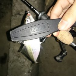 アジング釣行記