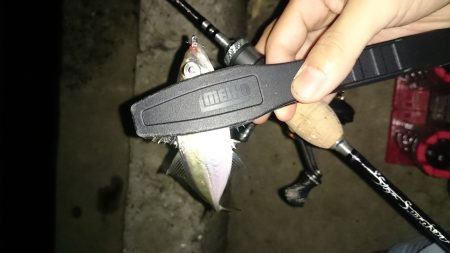 アジング釣行記