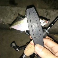 アジング釣行記