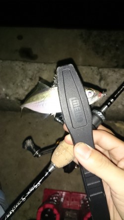 アジング釣行記