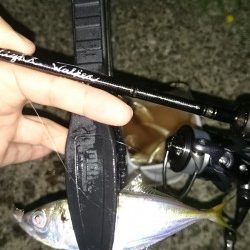 アジング釣行記