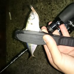 アジング釣行記