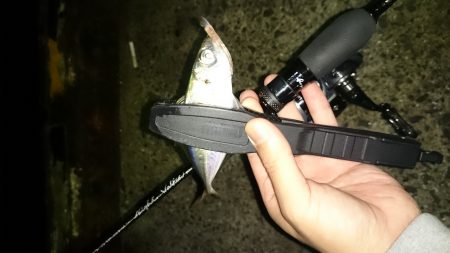 アジング釣行記