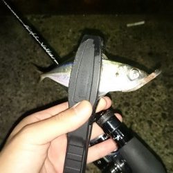 アジング釣行記