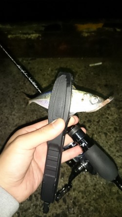 アジング釣行記
