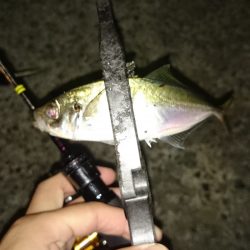 アジング釣行記