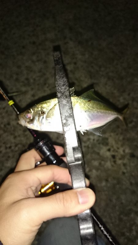 アジング釣行記
