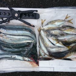 アジング釣行記