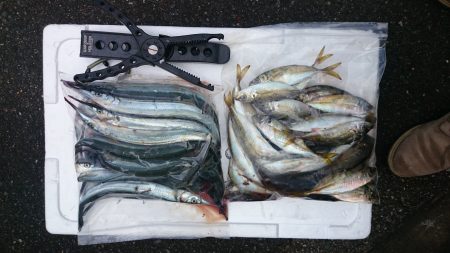 アジング釣行記