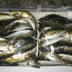 アジング釣行記