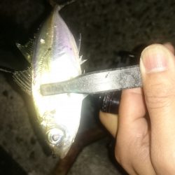 アジング釣行記