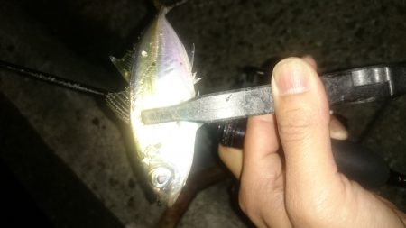 アジング釣行記
