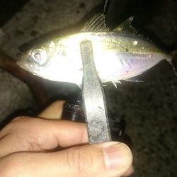 アジング釣行記