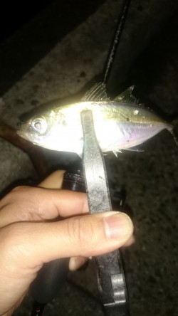 アジング釣行記