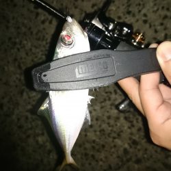 アジング釣行記