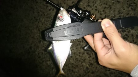 アジング釣行記