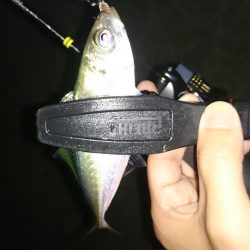 アジング釣行記