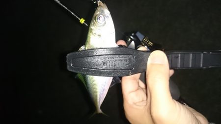 アジング釣行記
