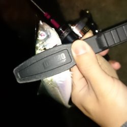 アジング釣行記