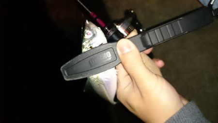 アジング釣行記