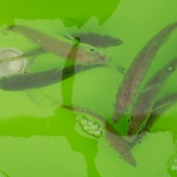 サビキとそのアジでノマセしました