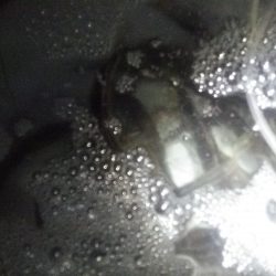 夜サビキでアジ大漁です。