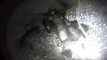 夜サビキでアジ大漁です。