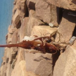 落ちキス狙いのはずが。