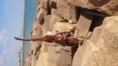 落ちキス狙いのはずが。