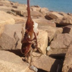 落ちキス狙いのはずが。