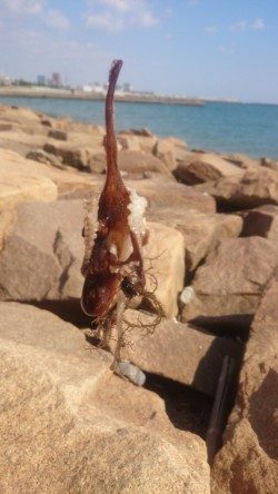 落ちキス狙いのはずが。