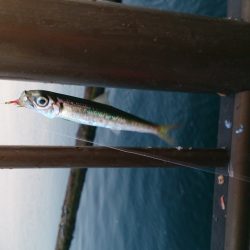 イワシ入れ食い！