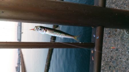 イワシ入れ食い！