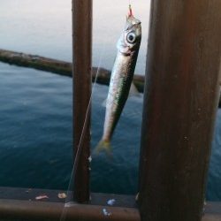 イワシ入れ食い！