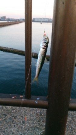 イワシ入れ食い！