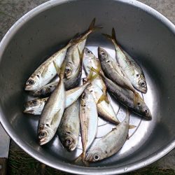 サビキ釣りでアジ、イワシ釣れました