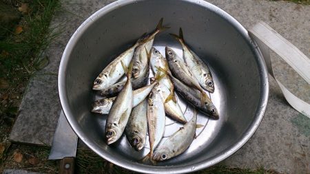 サビキ釣りでアジ、イワシ釣れました
