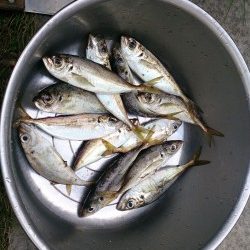 サビキ釣りでアジ、イワシ釣れました
