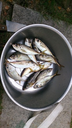 サビキ釣りでアジ、イワシ釣れました