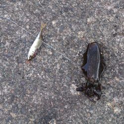 やはり激渋です。タモのご準備を忘れずに!