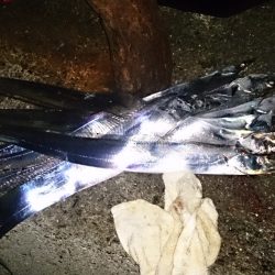 ドラゴンクラス3匹！！