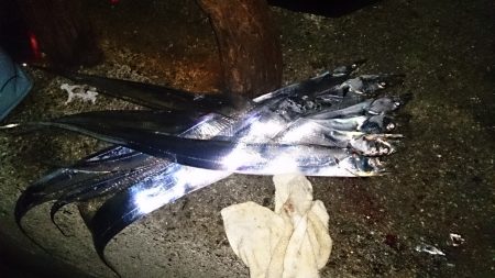 ドラゴンクラス3匹！！