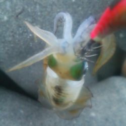 ちぃっさアオリイカ