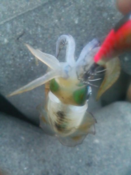 ちぃっさアオリイカ