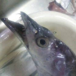 太刀魚ゲッター