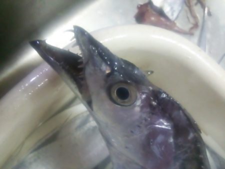 太刀魚ゲッター