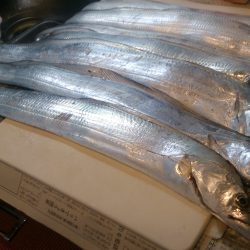 タチウオシーズン