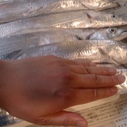 大型タチウオはどこに